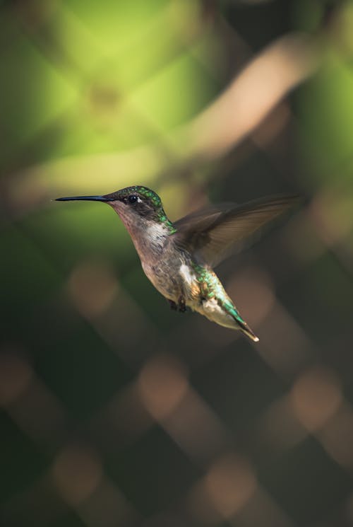Close up of Ruby-throated Hummingbird