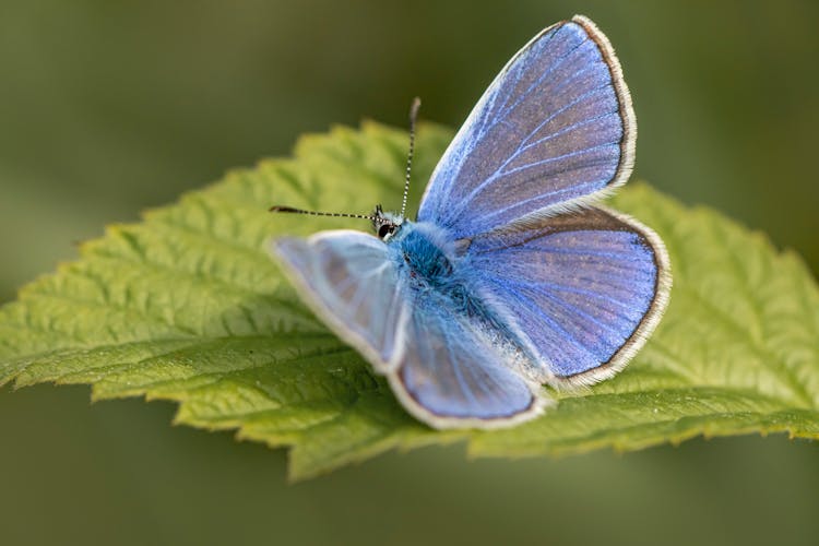 Blue Butterfly On Leaf