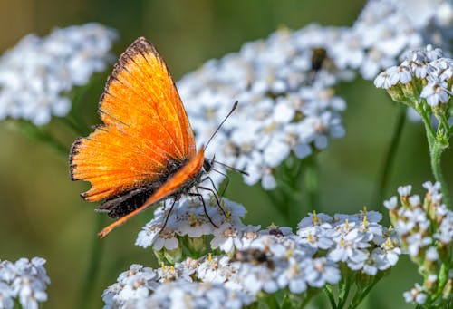 Scarce Cooper Butterfly on Flowers