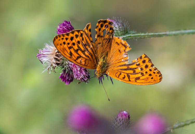 Butterfly On Violet Flowers