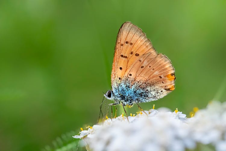 Large Copper Butterfly On Flower