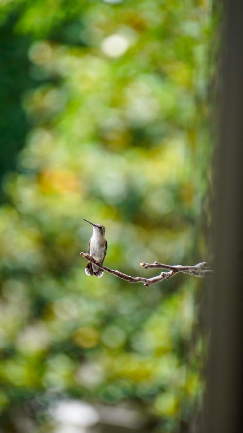 Hummingbird on Branch