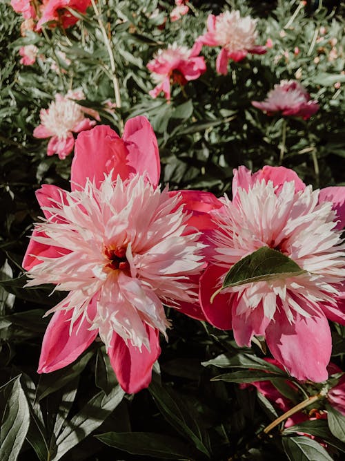 Pink Flowers in Nature