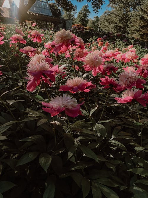 Darmowe zdjęcie z galerii z anioły oddech kwiaty, bellflowers, dzwonkowe kwiaty