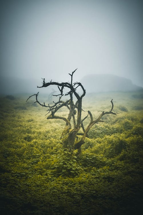 Photos gratuites de adnveture en forêt, amoureux de la nature, arbre vert