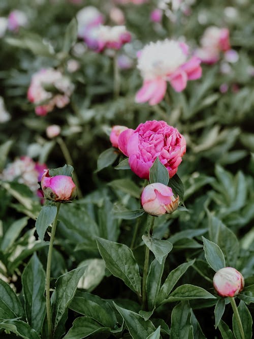 Close-up of Pink Peonies in a Garden 