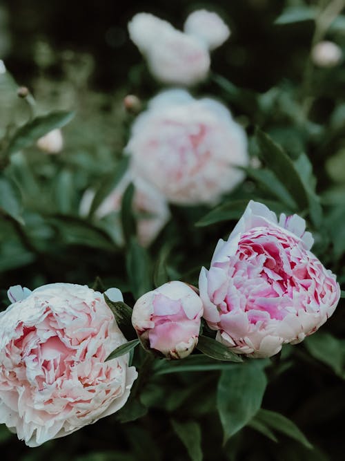 Pink Flowers in Nature