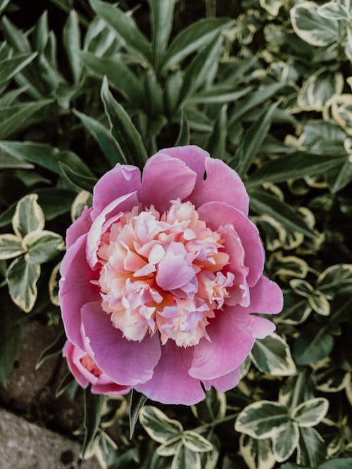 Pink Peony 