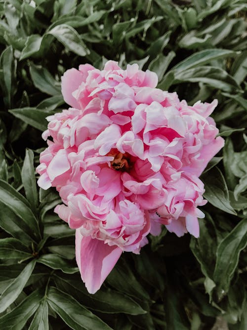 Darmowe zdjęcie z galerii z anioły oddech kwiaty, bukiet, ciemno różowy