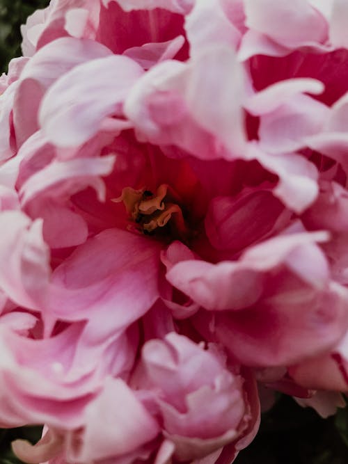 Kostnadsfri bild av ängels andedräkt blommar, änglar andas blommor, baby rosa