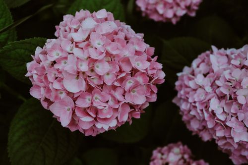 Free Beautiful pink hydrangeas bloom vibrantly in an outdoor garden, capturing summer's essence. Stock Photo