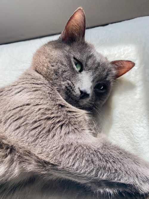 Free Elegant gray cat resting on a soft blanket, basking in sunlight in Barcelona. Stock Photo