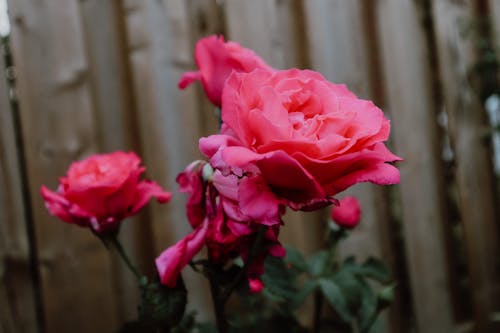                                Pink Rose