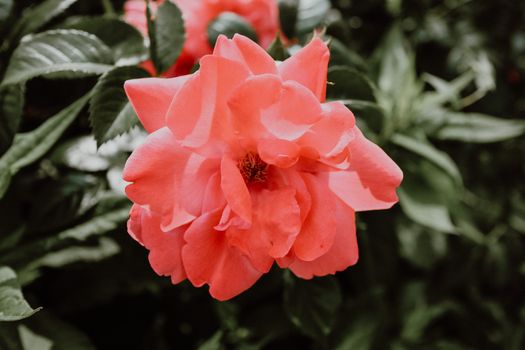 old rose pink china rose flower