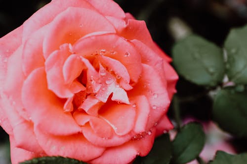 Close-up of a Bright Pink Rose in a Garden 