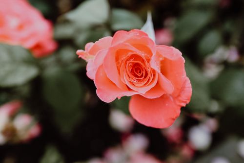 Free A vibrant dew-kissed pink rose in full bloom, showcasing nature's beauty in a floral garden. Stock Photo