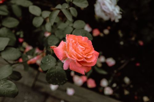 Free Vibrant pink rose adorned with raindrops in a lush garden setting. Stock Photo