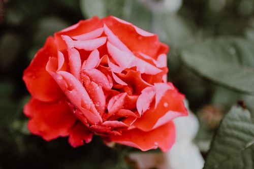Free Stunning close-up of a dewy red rose in full bloom, showcasing vibrant petals. Perfect nature shot. Stock Photo