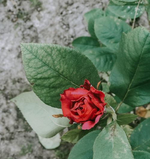Free A close-up of a vibrant red rose blooming among lush green leaves, captured in a natural garden setting. Stock Photo