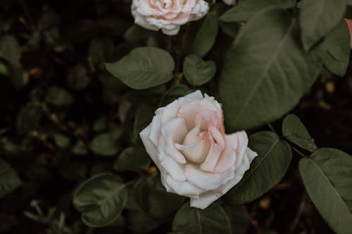 Kostnadsfri bild av ängels andedräkt blommar, änglar andas blommor, årsdag