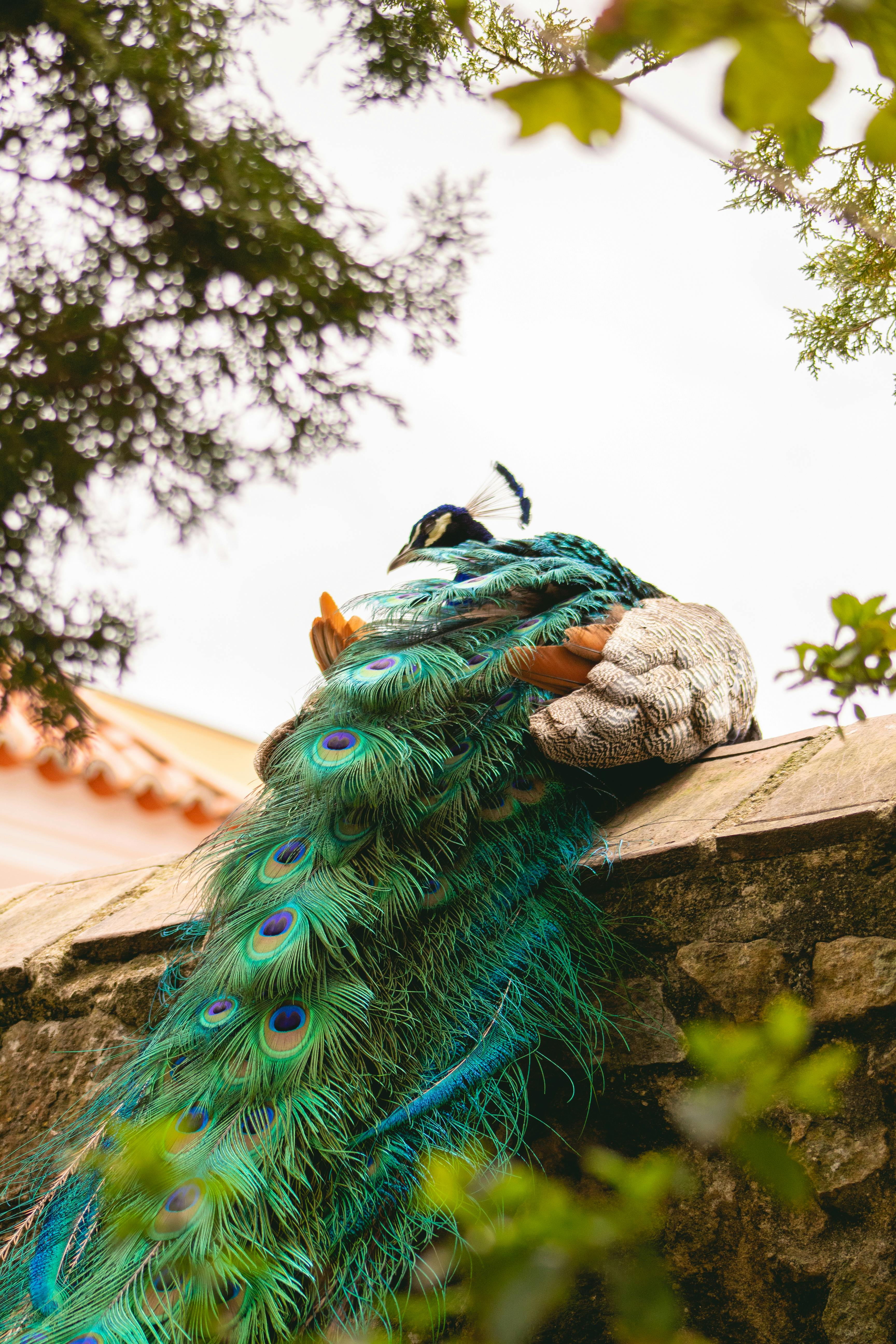 A majestic peacock displaying its colorful plumage while perched on a stone wall, surrounded by greenery.