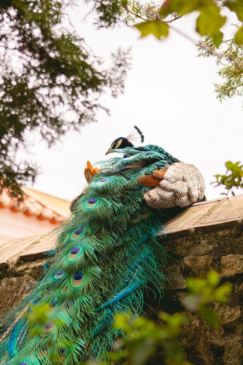 Colorful Peacock on Wall