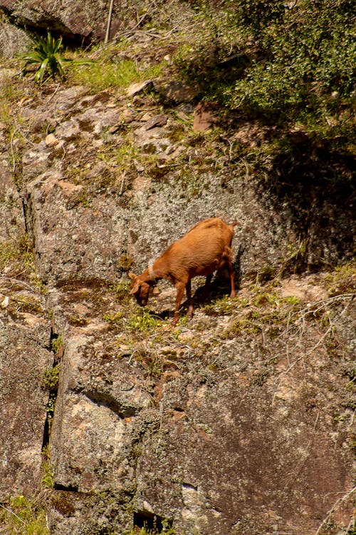 A Brown Goat Standing on a Rocky Ground in Mountains 