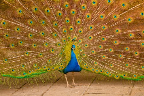 Peacock with Colorful Tail