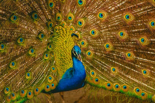 Close up of Colorful Peacock