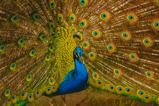 peacock photo