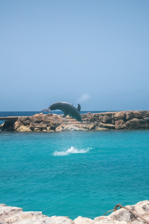 View of a Dolphin Jumping in Turquoise Water 