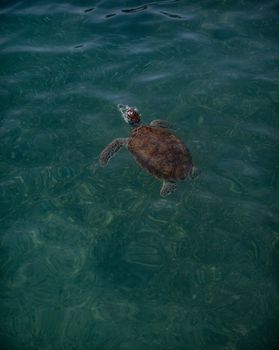 A solitary sea turtle gracefully swims in crystal clear ocean water captured in a vertical shot.