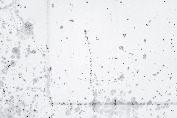 Black mold spots on ceiling