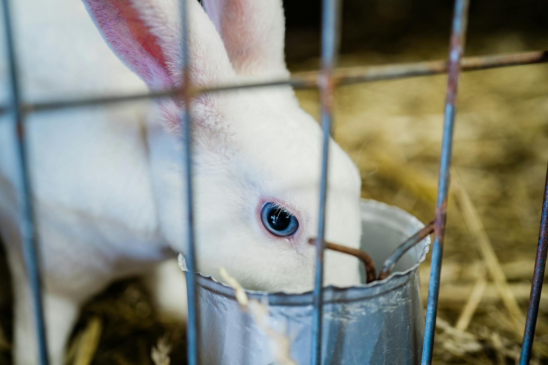 Rabbit in Cage