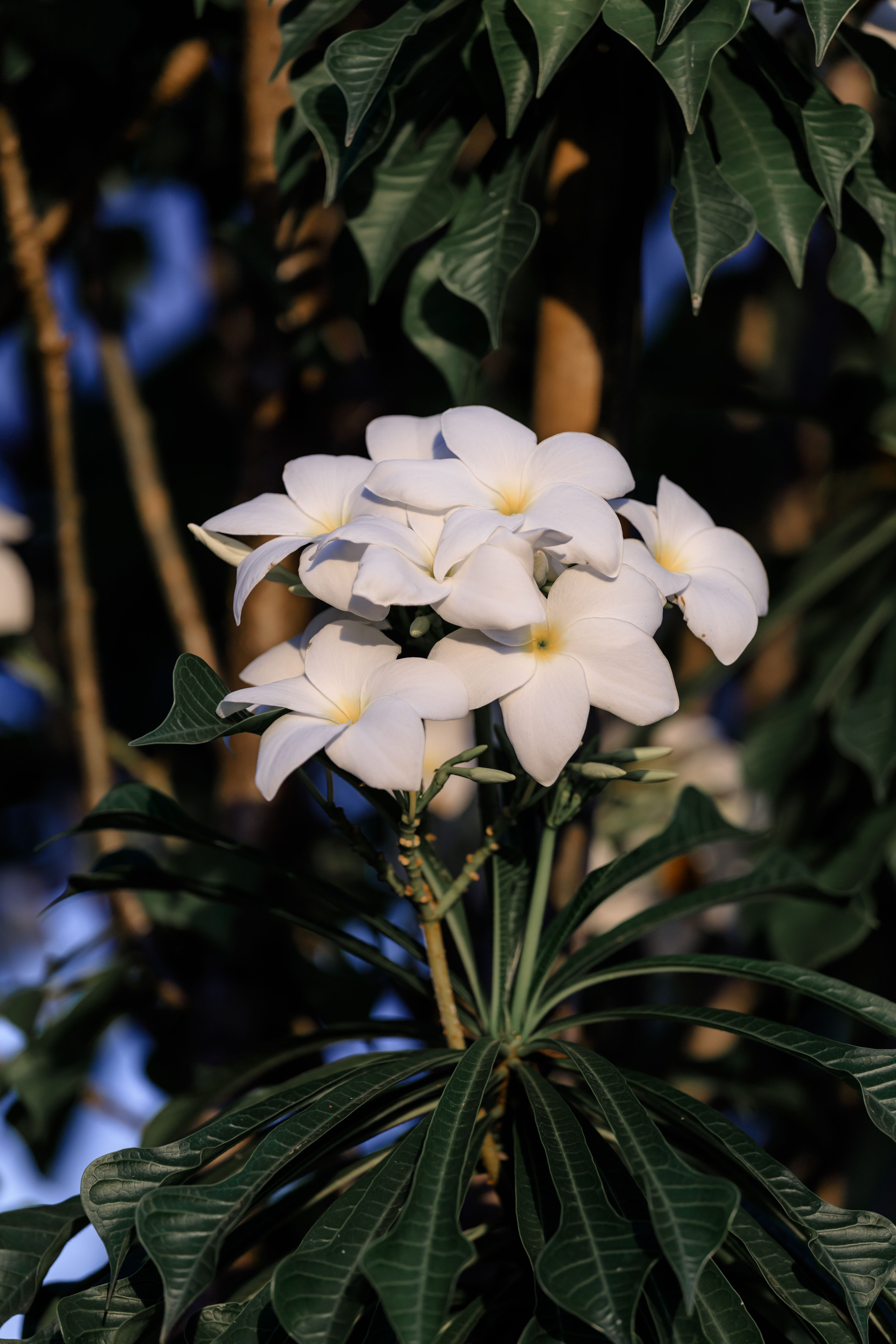 Close up of White Flowers · Free Stock Photo