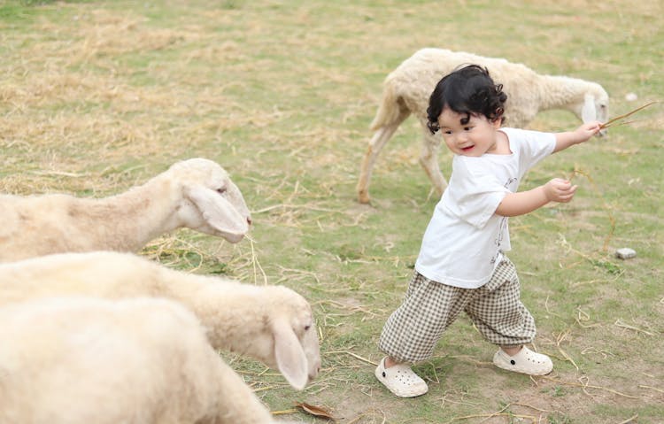 Child Playing With Sheep