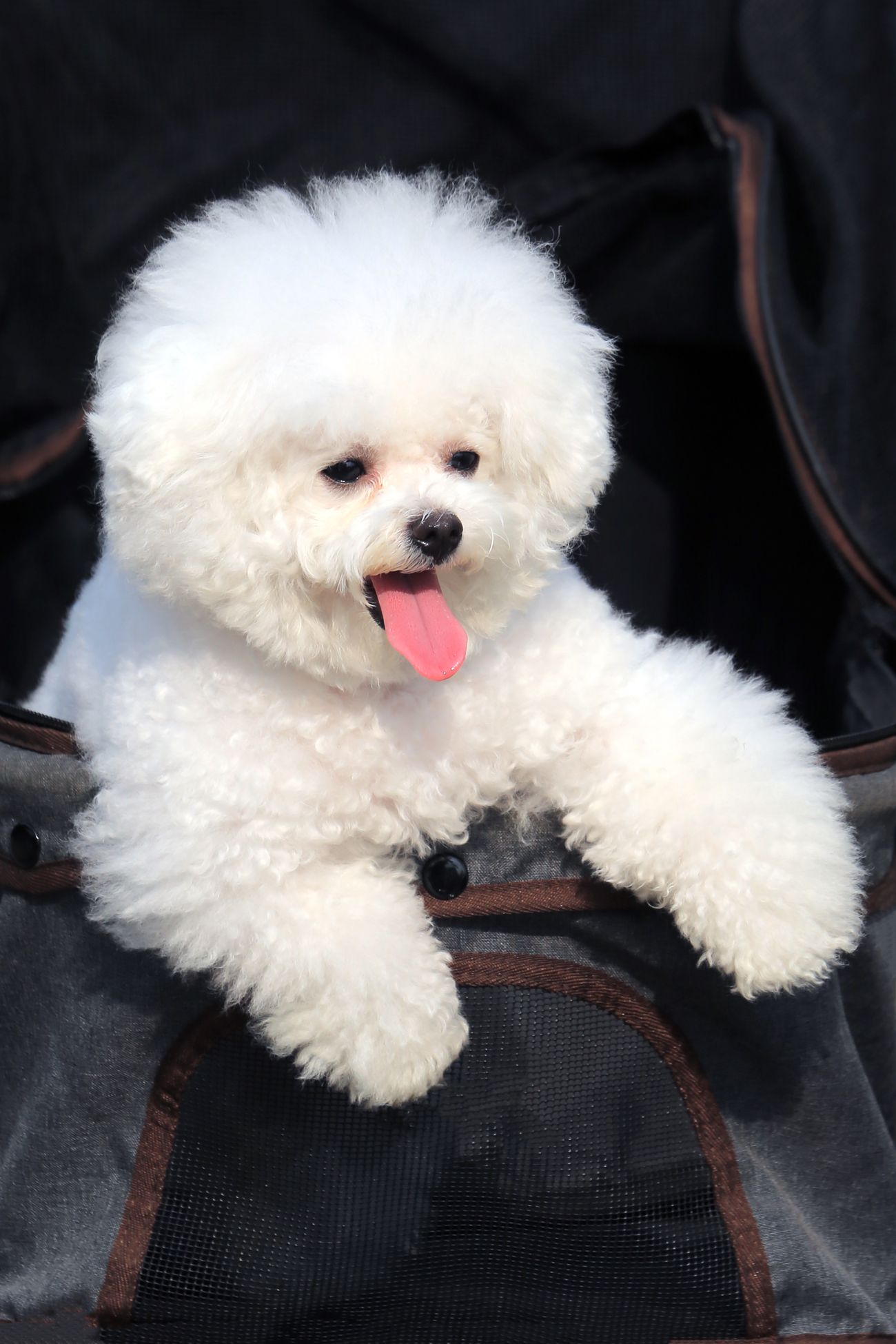 Fluffy white poodle with an adorable expression