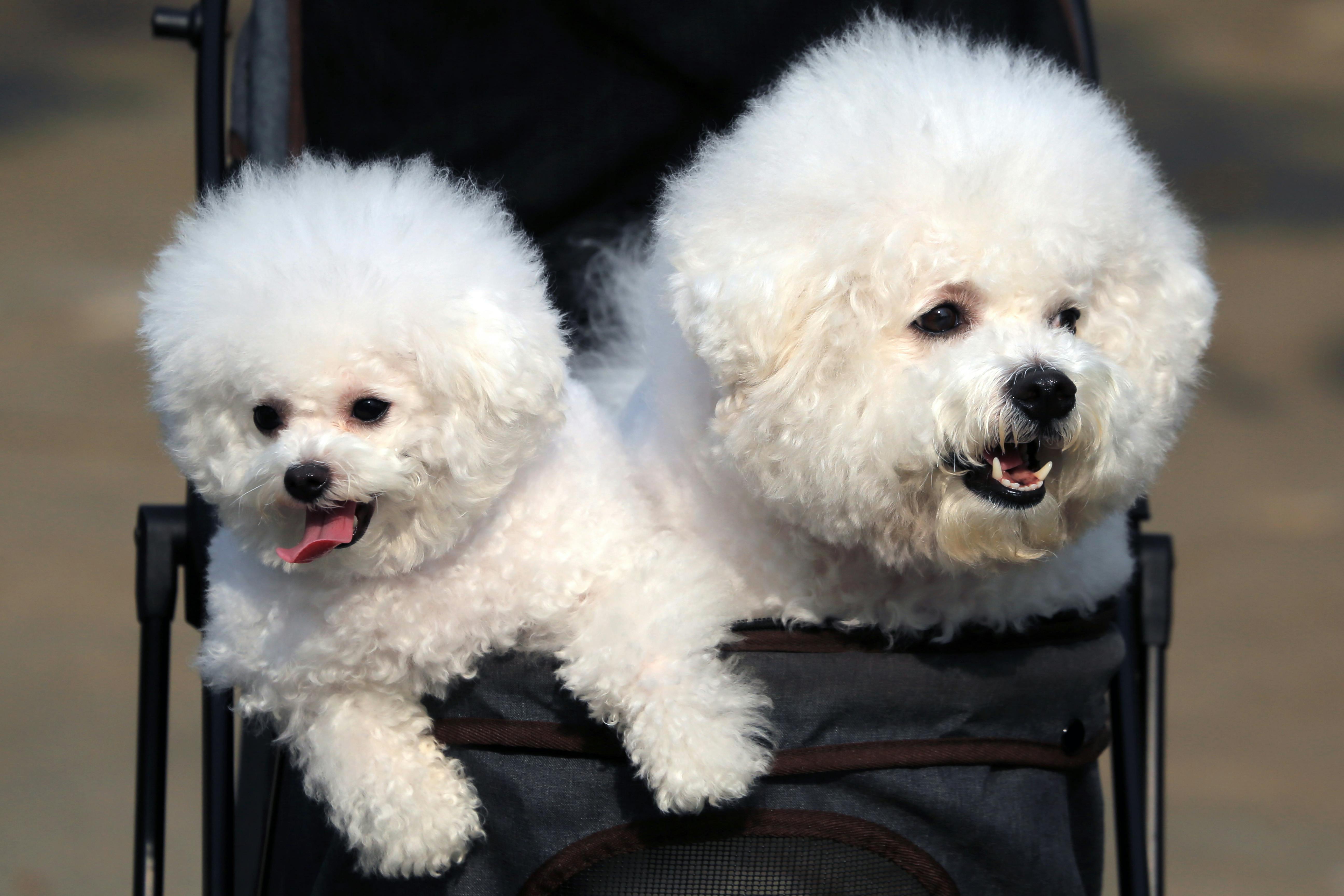 Dogs as Lifestyle Companions: What This Means for Brands &amp; Retailers — Photo by Jeffry Surianto on Pexels