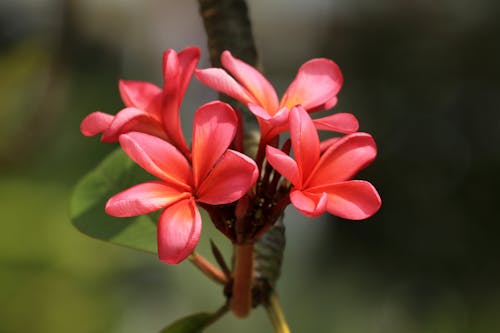 Blooming Red Flowers of Frangipani Tree 