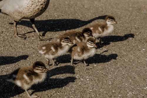 Ducklings with Duck