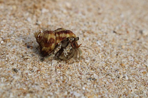 hermit crab, thapasa kakuluwa