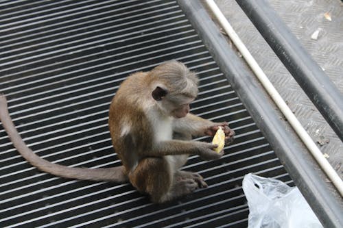 Rilawa (Toque macaque or Macaca sinica)