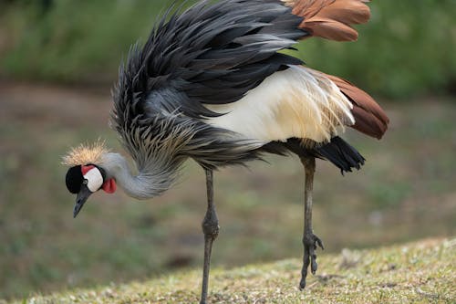 Fotos de stock gratuitas de aviar, en peligro de extinción, fotografía de animales