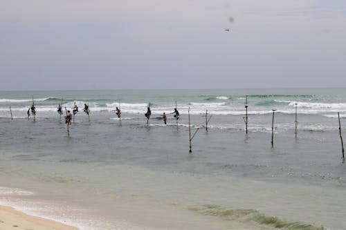 Stilt fishing in Sri Lanka