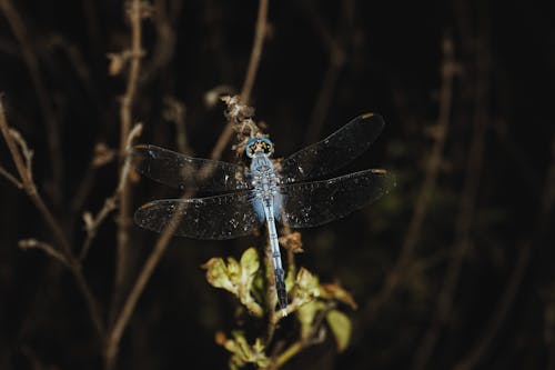 Free stock photo of dragonfly