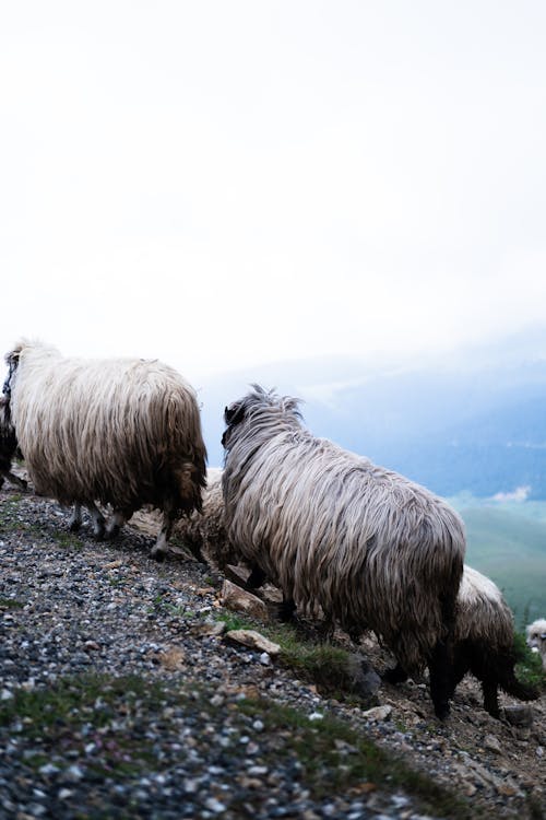 Flock of Sheep on a Mountainside
