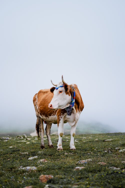 Cow on a Pasture in the Mountains