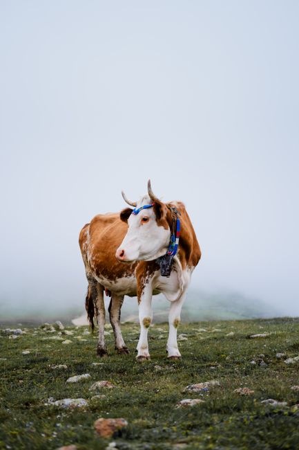 A cow stands alone in a foggy rural pasture, creating a serene countryside scene.