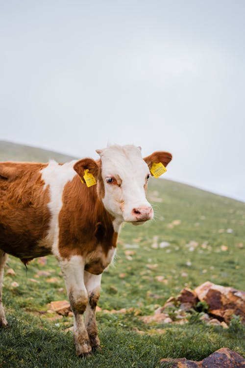 Cow on Slope