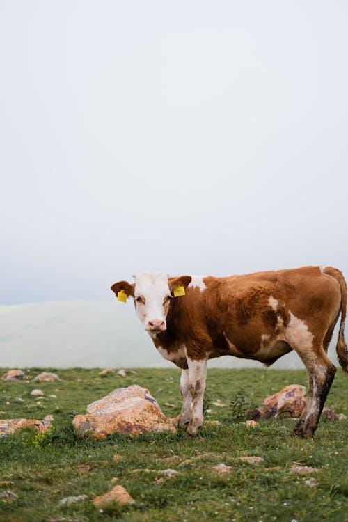 бесплатная Бесплатное стоковое фото с домашний скот, корова, луг Стоковое фото